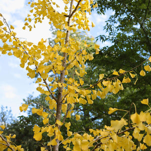 Ginkgo Biloba | Maidenhair Tree Ornamental Trees