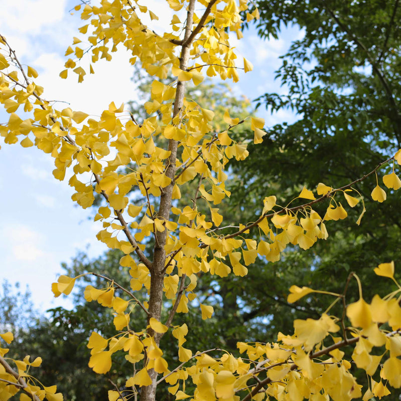Ginkgo Biloba | Maidenhair Tree Ornamental Trees
