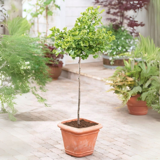 Patio Ginkgo Tree | Ginkgo biloba 'Mariken' Ornamental Trees