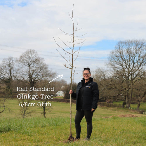 Ginkgo Biloba | Maidenhair Tree Ornamental Trees