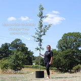 Ginkgo Biloba | Maidenhair Tree Ornamental Trees