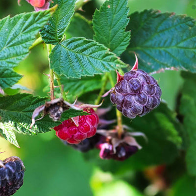 Purple Raspberry Varieties 'Glencoe' Purple Raspberry Plants – Roots Plants