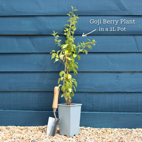Goji Berry Plant Soft Fruit