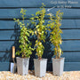 Goji Berry Plant Soft Fruit
