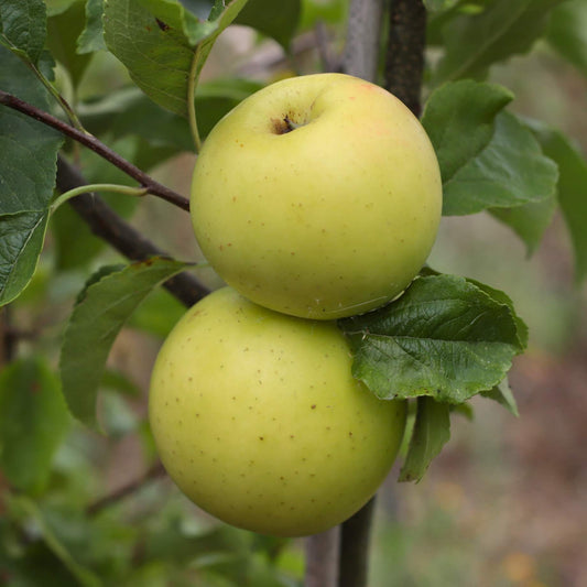 'Golden Delicious' Apple Tree Fruit Trees
