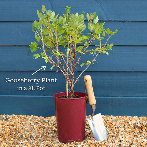 'Invicta' Gooseberry Bush Soft Fruit
