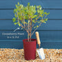 'Invicta' Gooseberry Bush Soft Fruit