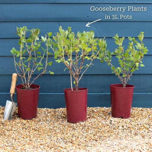 'Invicta' Gooseberry Bush Soft Fruit
