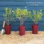 'Invicta' Gooseberry Bush Soft Fruit