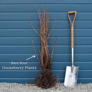 'Invicta' Gooseberry Bush Soft Fruit