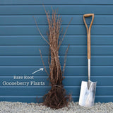 'Invicta' Gooseberry Bush Soft Fruit