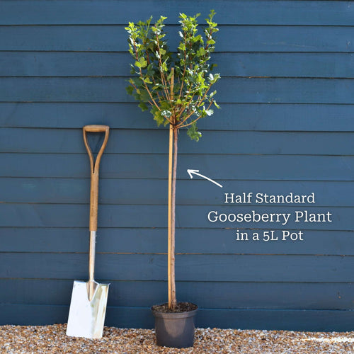 'Invicta' Gooseberry Bush Soft Fruit