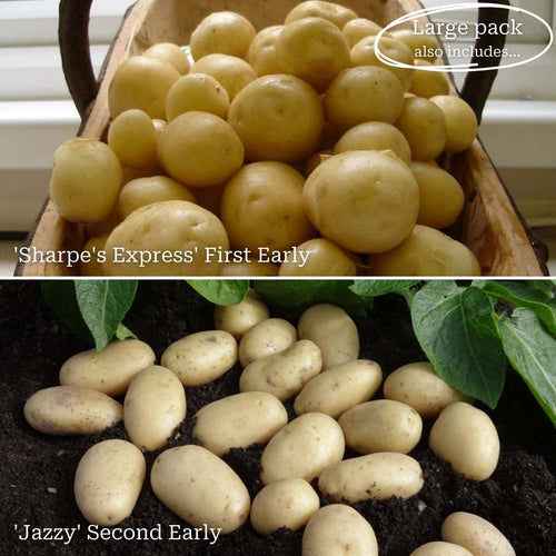 Gourmet Seed Potato Pack | Growers' Choice Vegetables