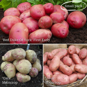 Gourmet Seed Potato Pack | Growers' Choice Vegetables