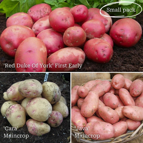Gourmet Seed Potato Pack | Growers' Choice Vegetables