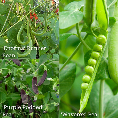 Gourmet Beans & Peas Collection Vegetables