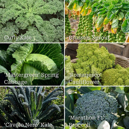 Gourmet Brassica Collection Vegetables