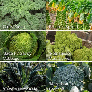 Gourmet Brassica Collection Vegetables