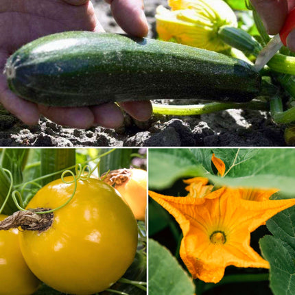 Gourmet Courgette Collection Vegetables