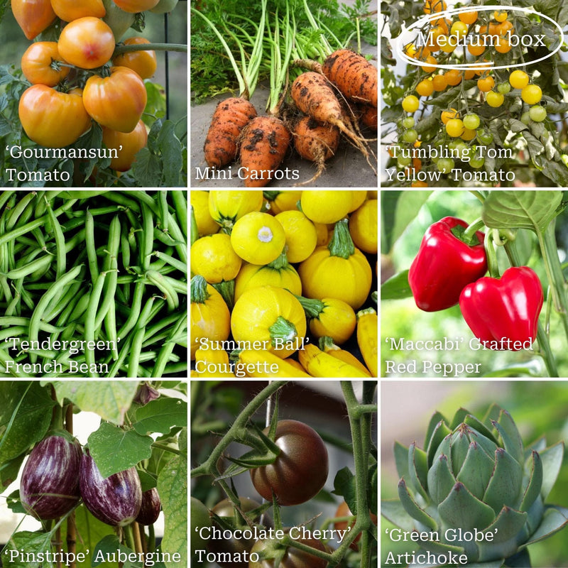 Gourmet Vegetables Collection Vegetables
