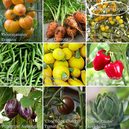 Gourmet Vegetables Collection Vegetables