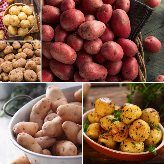 Gourmet Seed Potato Pack | Growers' Choice Vegetables