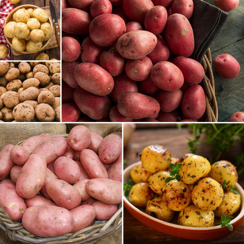 Gourmet Seed Potato Pack | Growers' Choice Vegetables