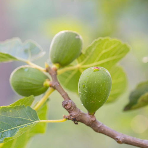 'Goutte d'Or' Fig Tree Soft Fruit