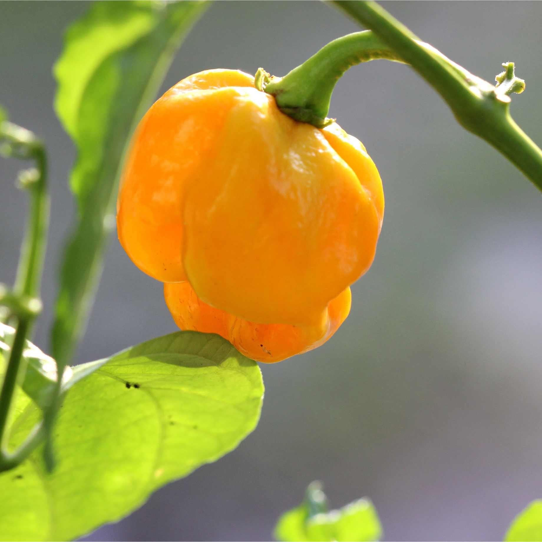 'Jamaican Yellow' Grafted Chilli Pepper Plant