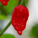 Grafted Chilli Pepper 'Naga Red' Plant Vegetable Plants