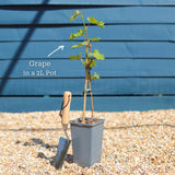 'Vanessa' Seedless Outdoor Grape Vine Soft Fruit