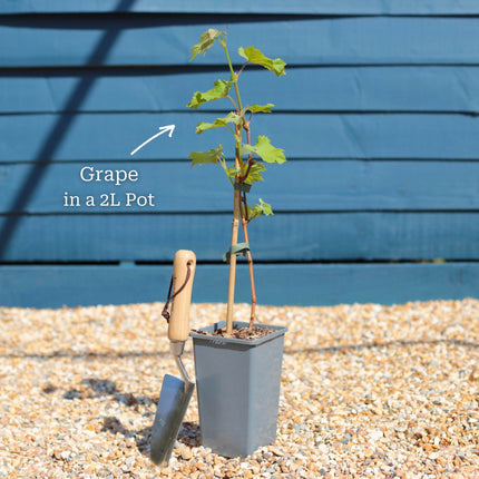 'Vanessa' Seedless Outdoor Grape Vine Soft Fruit