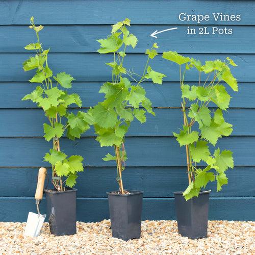 'Vanessa' Seedless Outdoor Grape Vine Soft Fruit