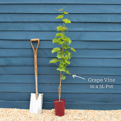 'Muscat Bleu' Grape Vine Soft Fruit