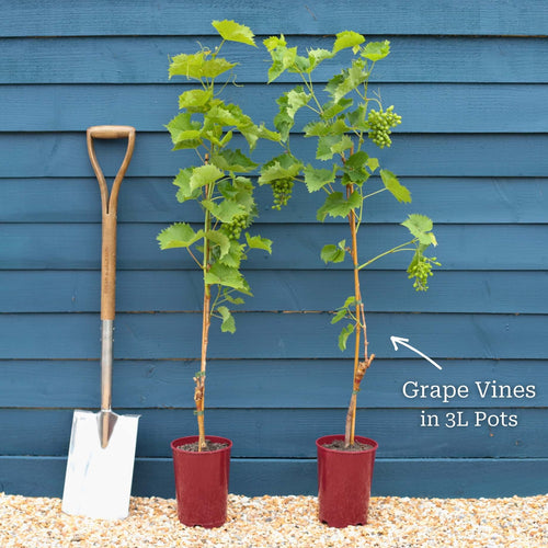 'Crimson Seedless' Outdoor Grape Vine Climbing Plants