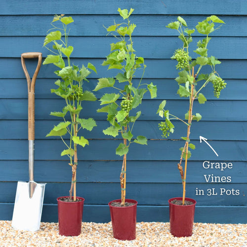 'Muscat Bleu' Grape Vine Soft Fruit