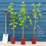 'Muscat Bleu' Grape Vine Soft Fruit
