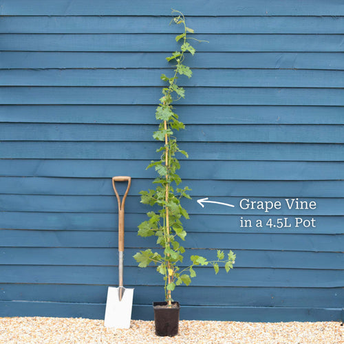 'Phoenix' Outdoor Grape Vine Soft Fruit