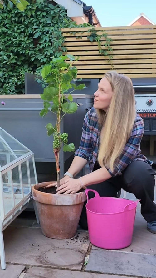 Becky unboxes a grape vine