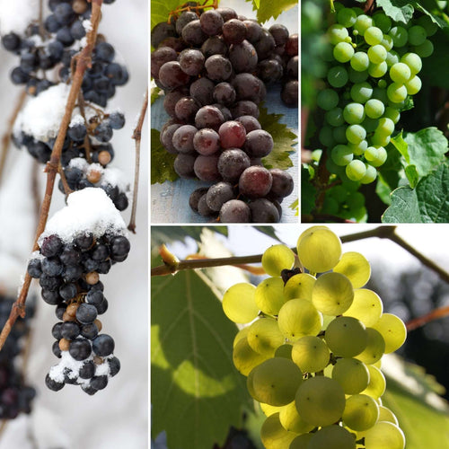 Grape Vines for Cold Areas Collection Soft Fruit