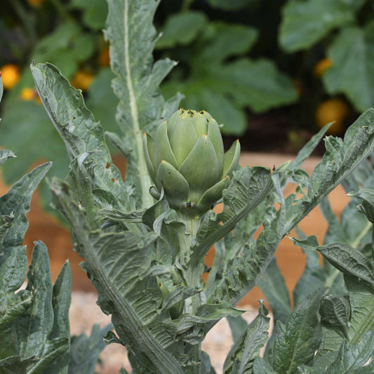 'Green Globe' Artichoke Plants Vegetables
