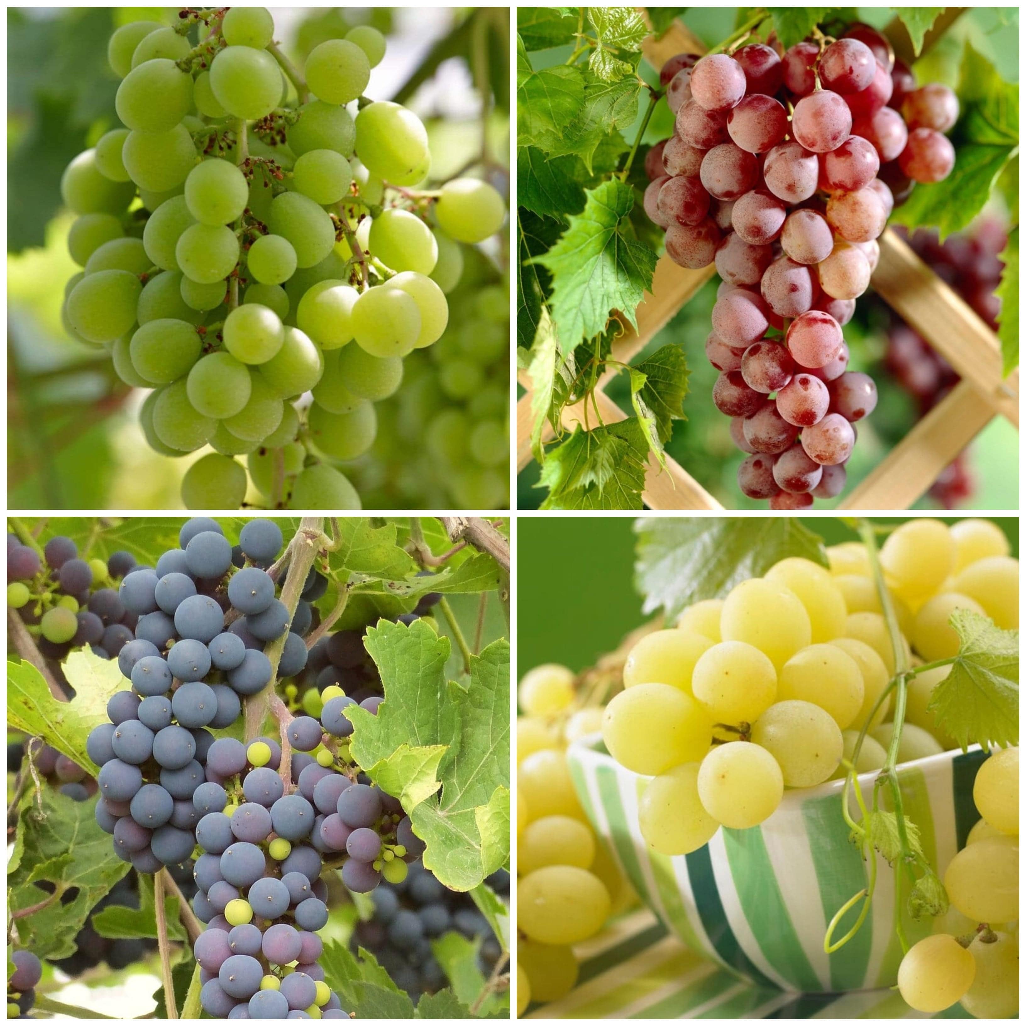 Difference Types Grapes Types Of Grapes Uk