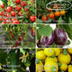Greenhouse Grower’s Vegetable Collection Vegetables