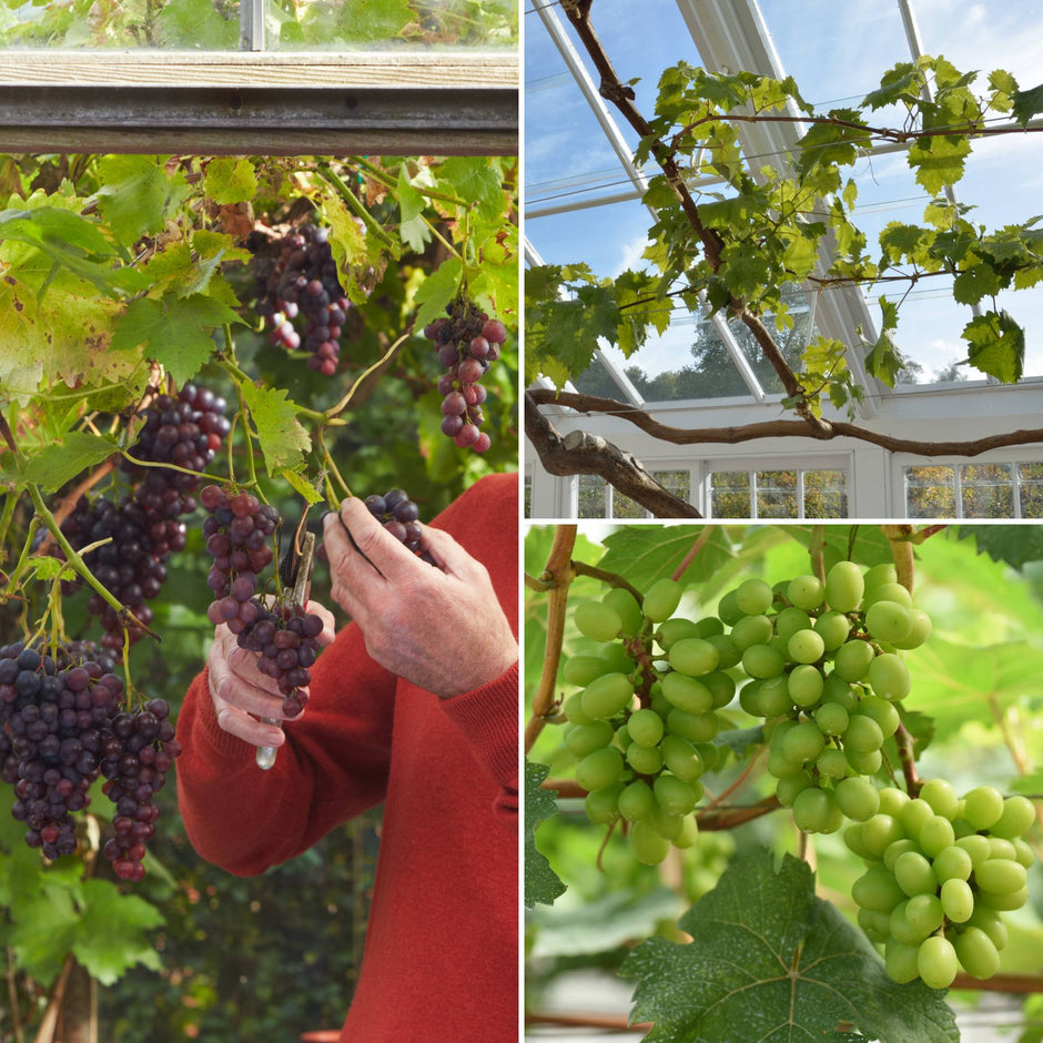 Growing Grapes in Pots: A Complete Guide – Roots Plants