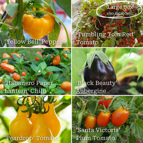 Greenhouse Grower's Vegetable Collection Vegetables