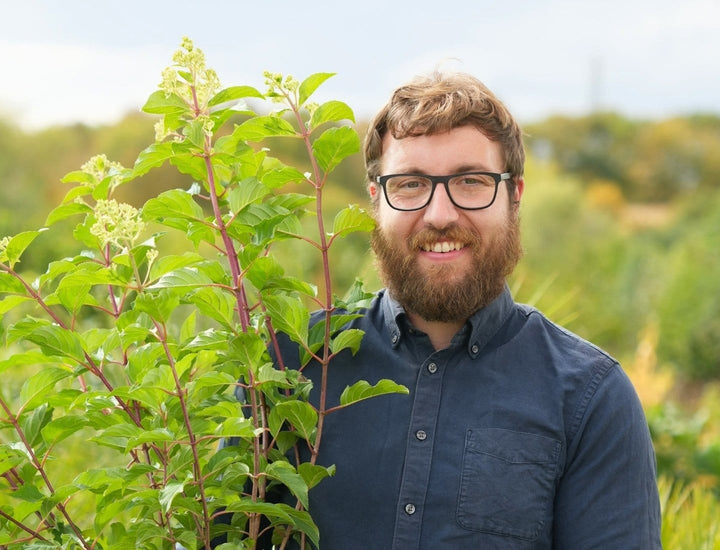 Plant Roots Shape Vibrant Spiraea japonica 'Magic Carpet' | Order Now – Roots Plants