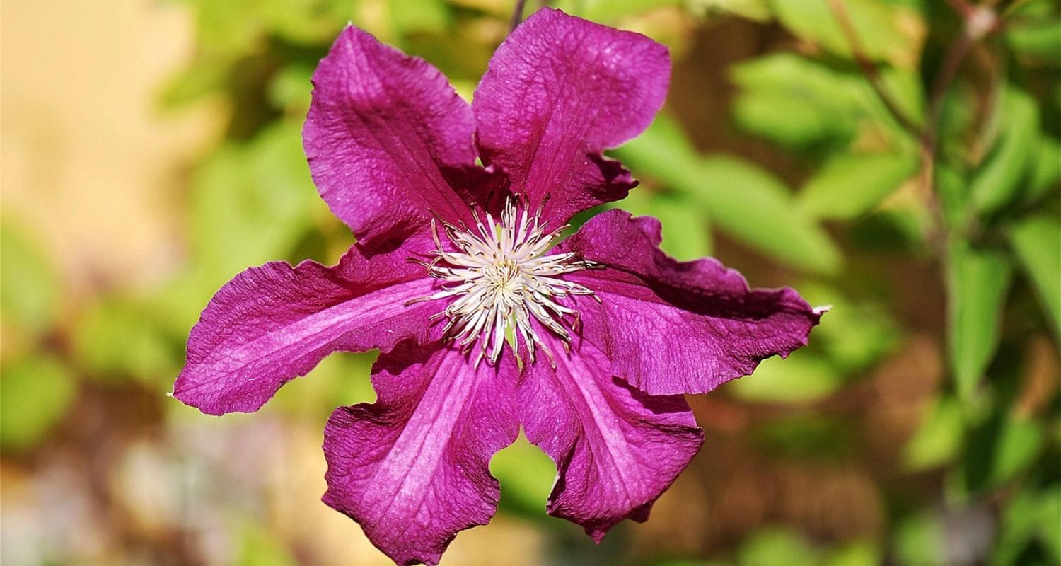 Growing Clematis in Pots