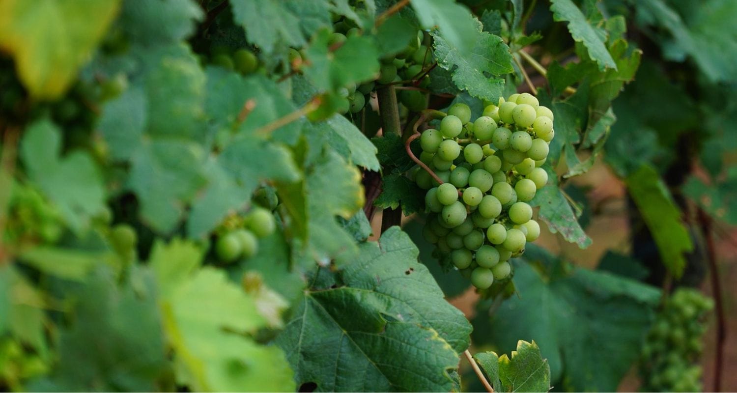 Growing Grapes in Pots: A Complete Guide