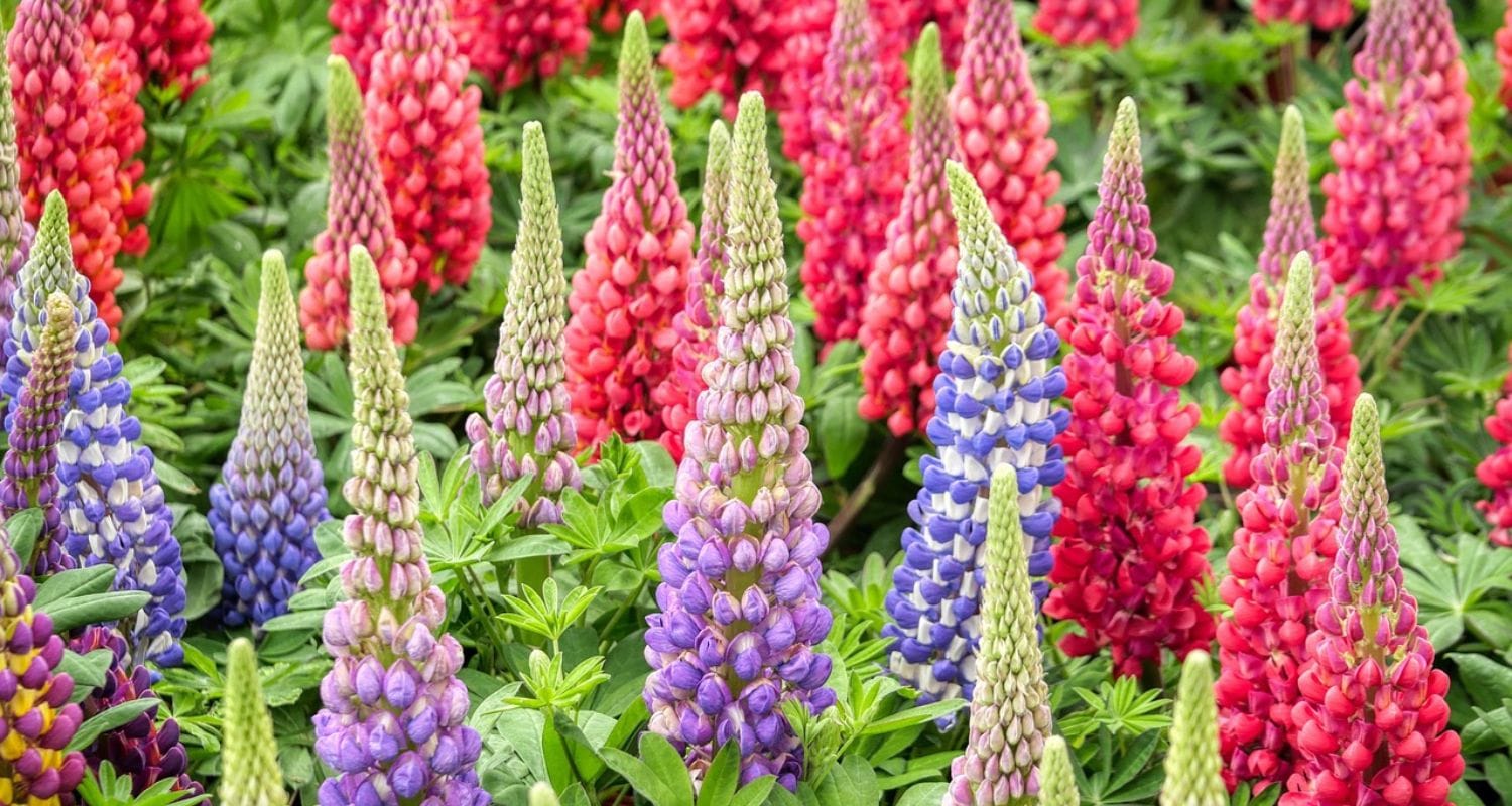 Growing Lupins in Pots or the Ground: A Full Guide