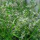 Baby's breath | Gypsophila paniculata Perennial Bedding